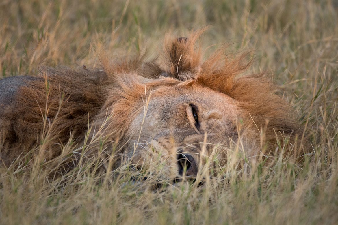 Lion, Chitabe Camp, Botswana