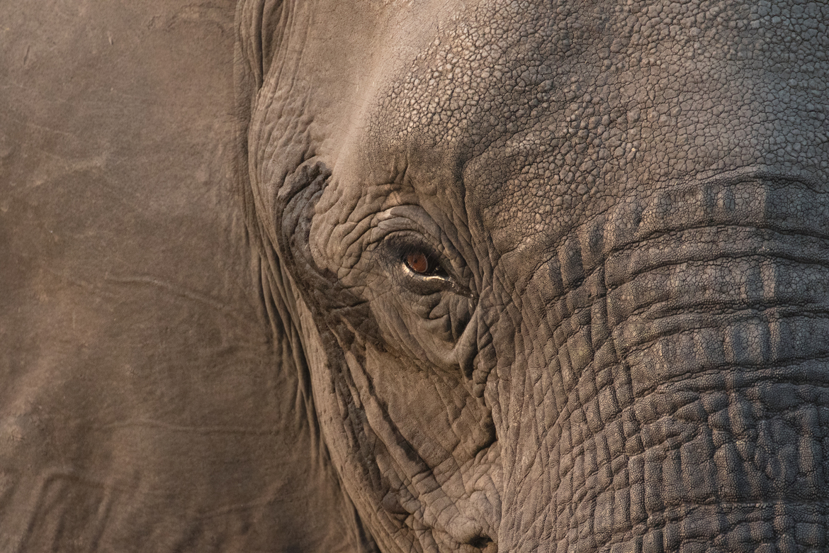 African Elephant, Kings Pool, Botswana