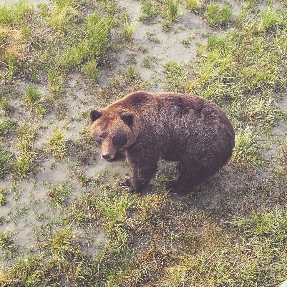 Grizzly bear, Anchorage, United States of America