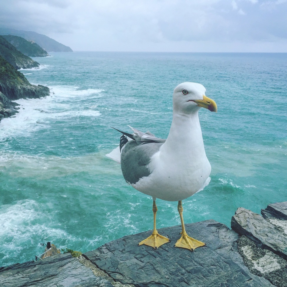 Seagull, Cinque Terre, Italy