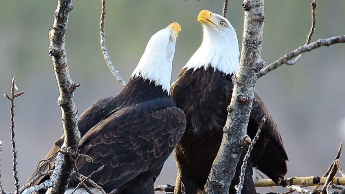 Bald Eagle , Potter Marsh Anchorage Alaska, United States of America