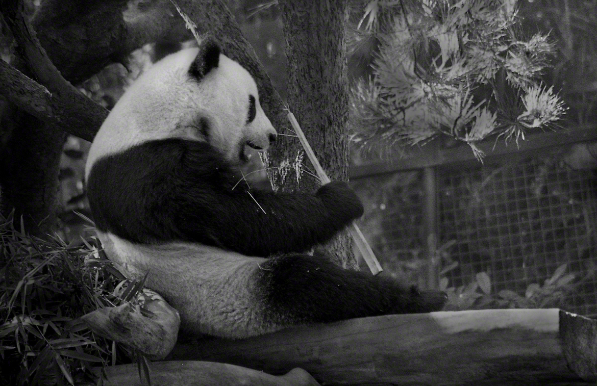 Panda Bear, San Diego Wild Animal Park, United States of America