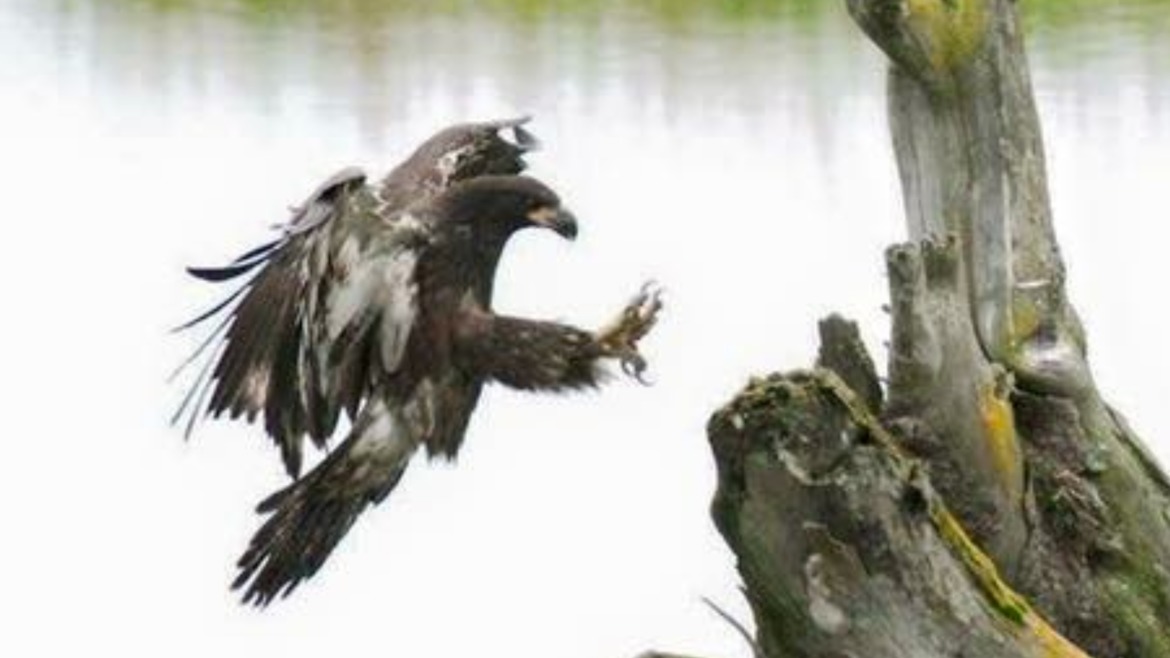 Bald Eagle, Potter Marsh, Anchorage, United States of America