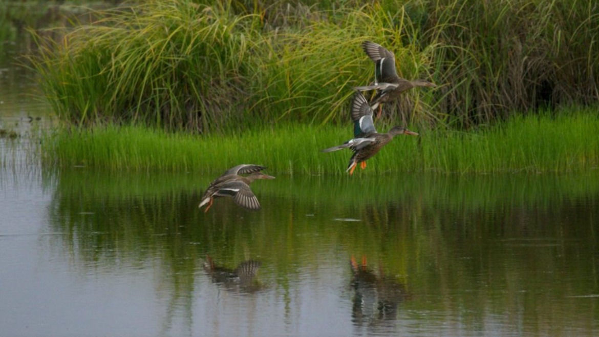Canadian hz, Potter Marsh ,, United States of America
