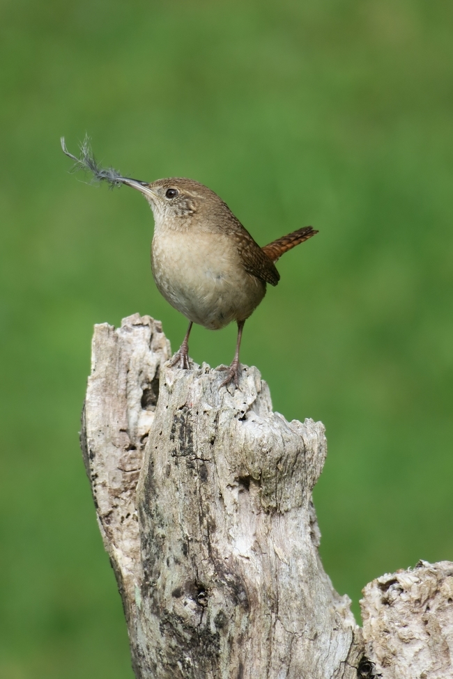 House Wren, Noyak, NY, United States of America