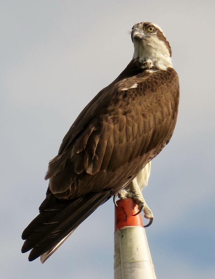Osprey, Port Washington, NY, United States of America