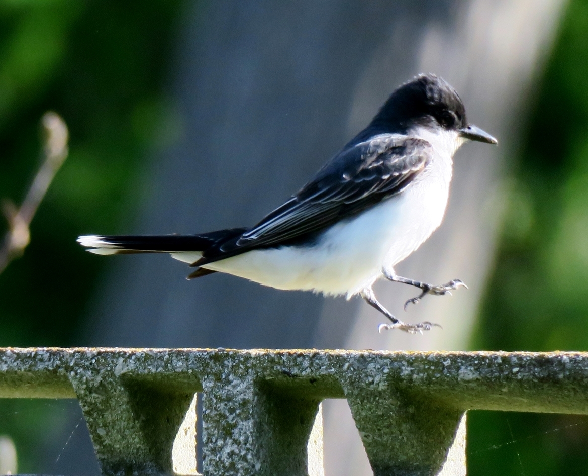 Eastern Kingbird, Noyak, NY, United States of America