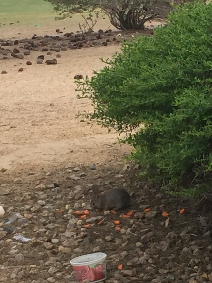 Rabbit, North las vegas, United States of America