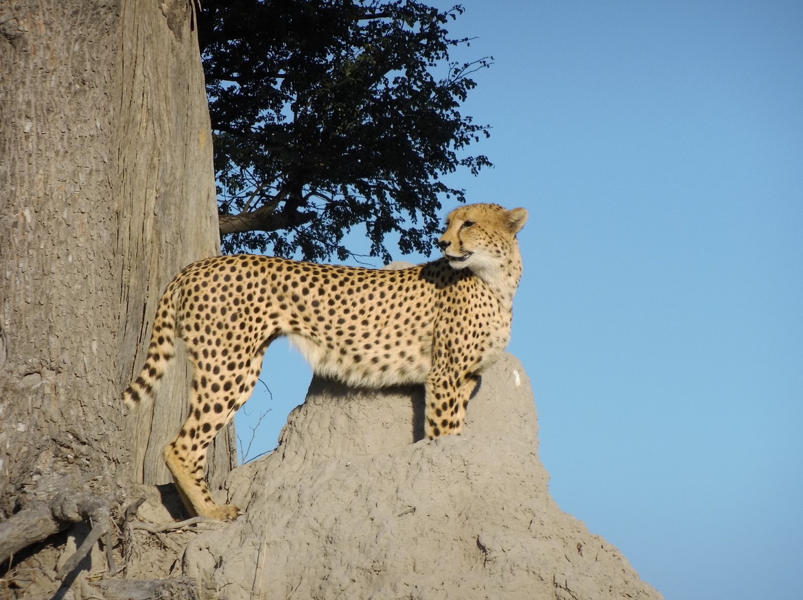 Cheetah, linyanti bush camp - kwando lagoon, Botswana