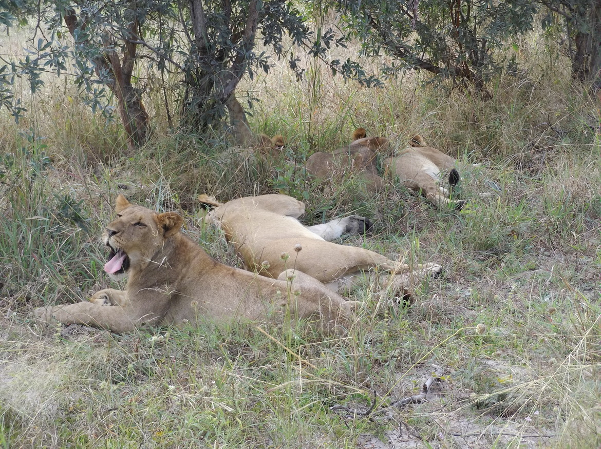 Lion, linyanti bush camp - kwando lagoon, Botswana