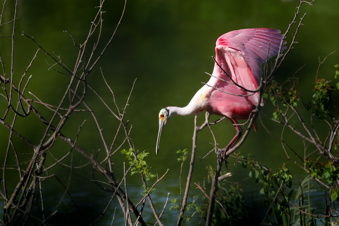 Roseate Spoonbill, High Island, TX, United States of America