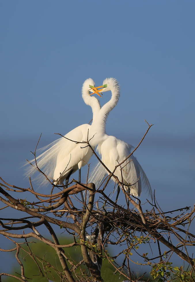 Great Egret, High Island, TX, United States of America