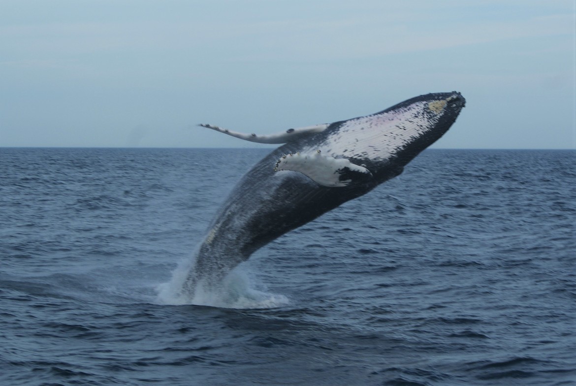 Whale, Cape Cod, United States of America