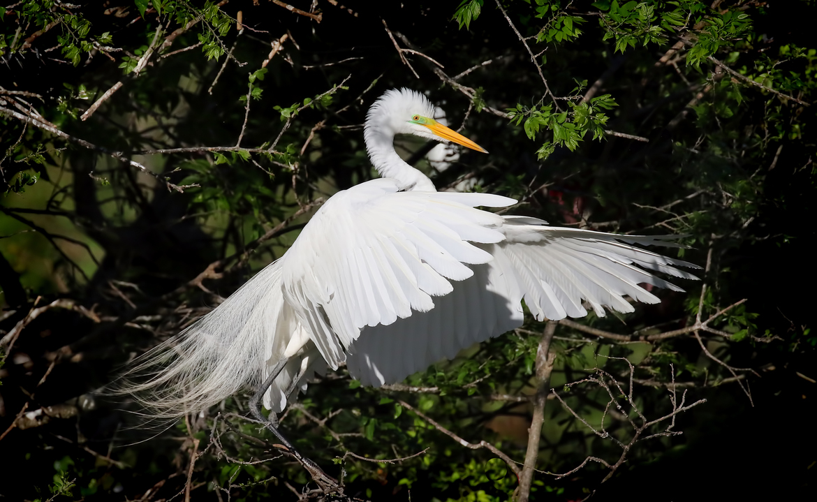 Great Egret, High Island, TX, United States of America