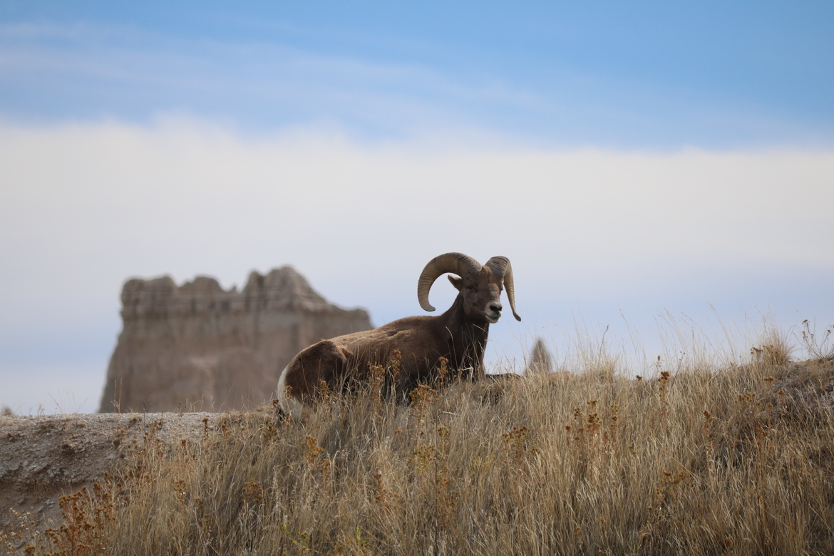 Bighorn Sheep, Badlands National Park, United States of America