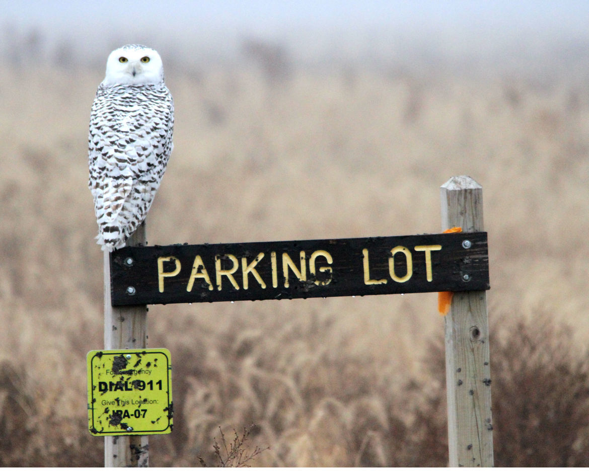 Snowy owl, Northwest Indiana, United States of America