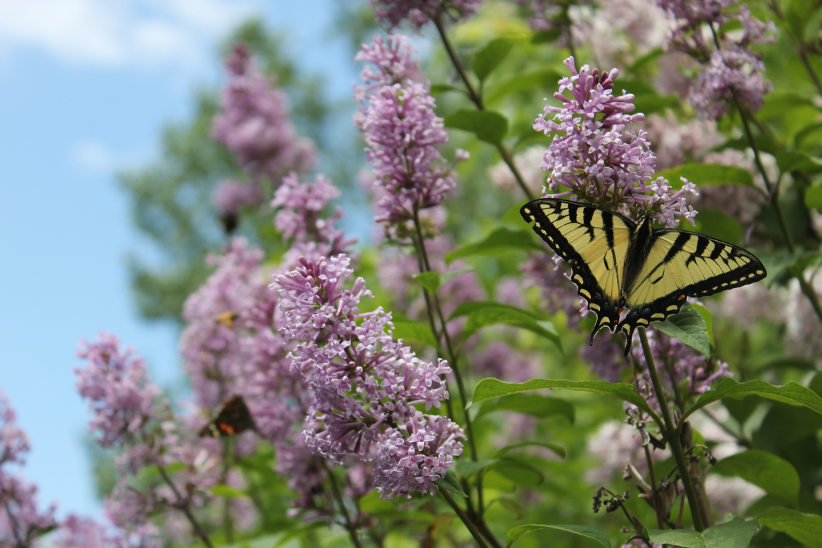 Swallowtail Butterfly, Southern Manitoba, Canada