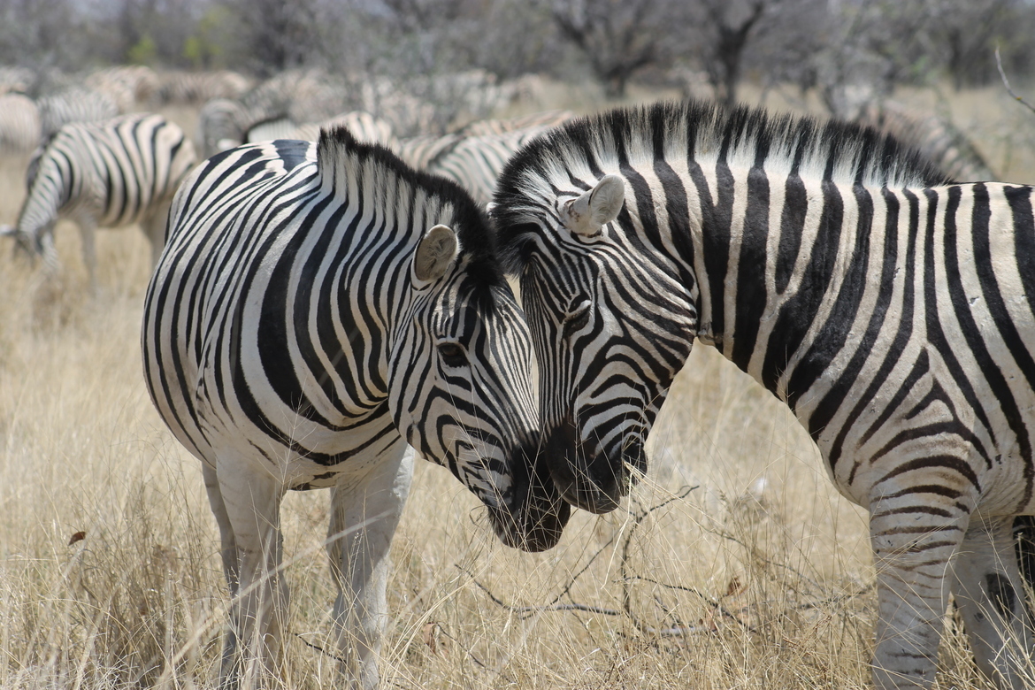Zebra, Etosha National Park, Namibia