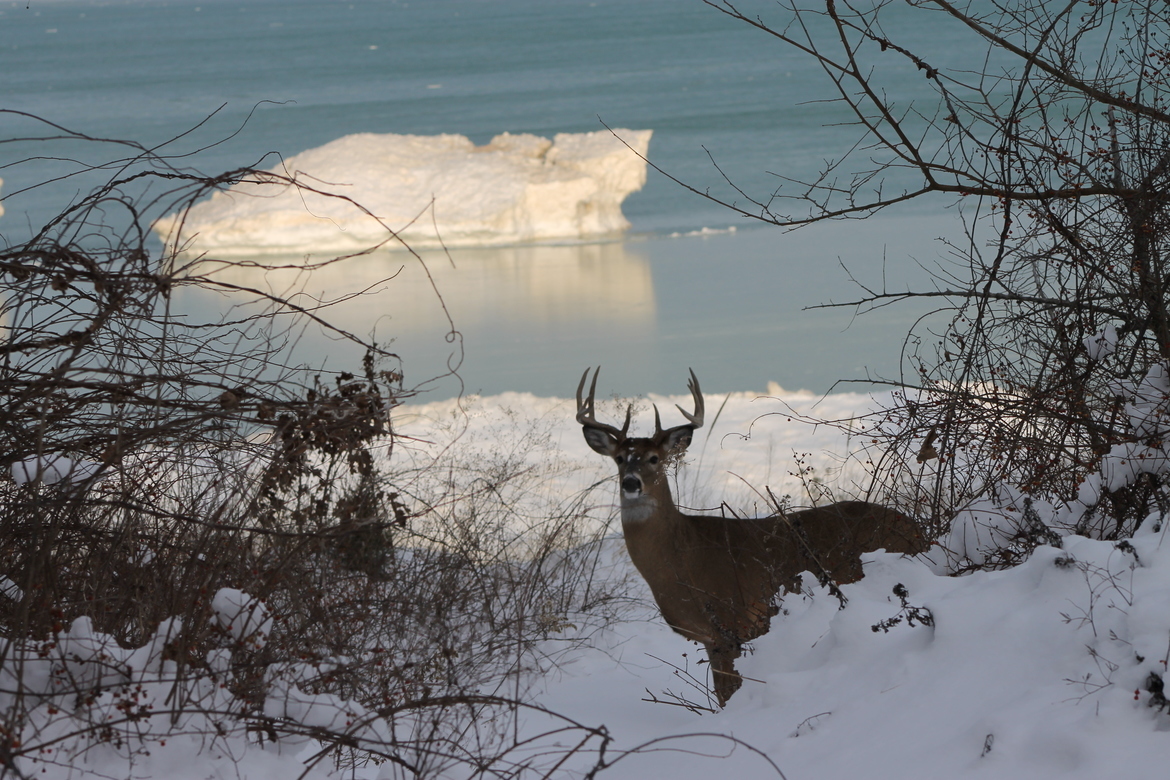Whitetail deer, Indiana Dunes National Lake Shore, Northwest Indiana, United States of America
