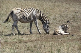 Grid zebra mom and baby