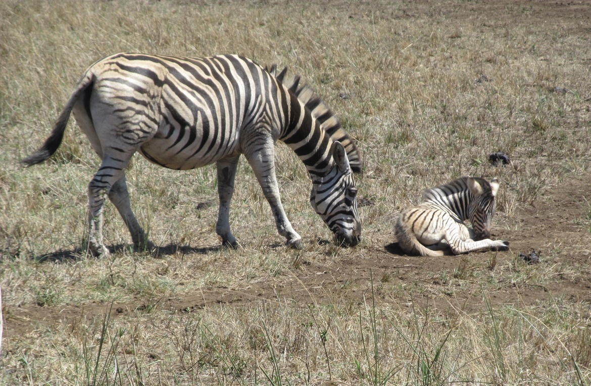 Zebra, Hluhluwe-Imfolozi Game Reserve in northern KwaZulu Natal, South Africa