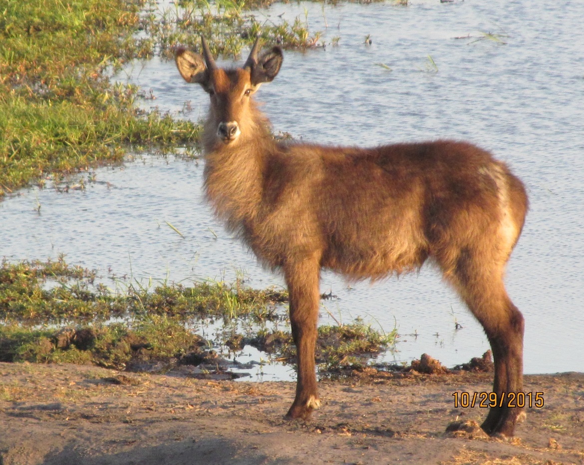 Waterbuck, Chobe National Park, Botswana