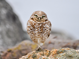 Grid  dsc6255 jmm burrowingowl