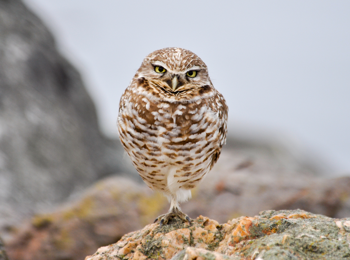 Burrowing Owl, César Chávez Park, Berkeley, CA, United States of America