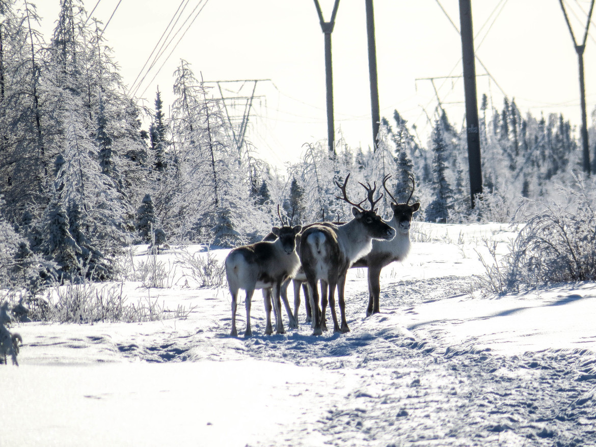 Caribou, Churchill Region, Canada