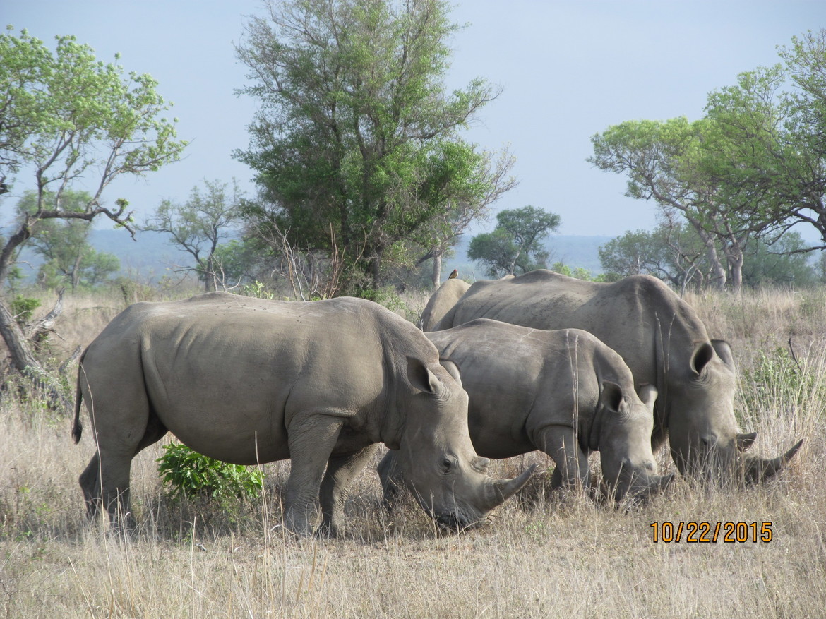 Rhinoceros, Kruger National Park, South Africa