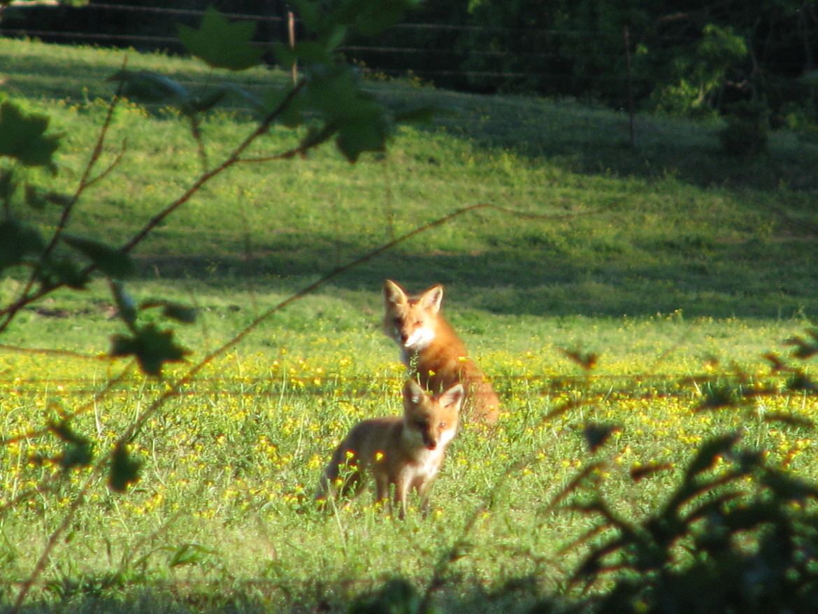 Red Fox, Gilmer County, Georgia, United States of America