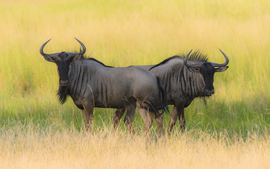 Grid wildebeast pair   okavango delta final