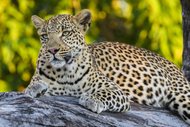 Grid leopard   okavango delta