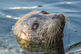 Grid inquisitive seal