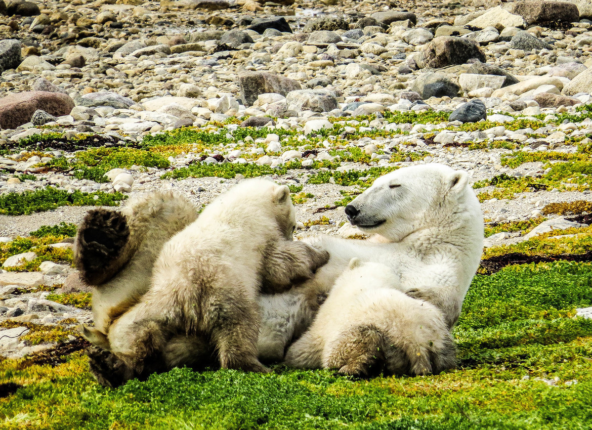 Polar Bears, Churchill Region, Canada