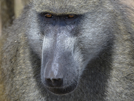 Grid baboon portrait botswana okavango delta