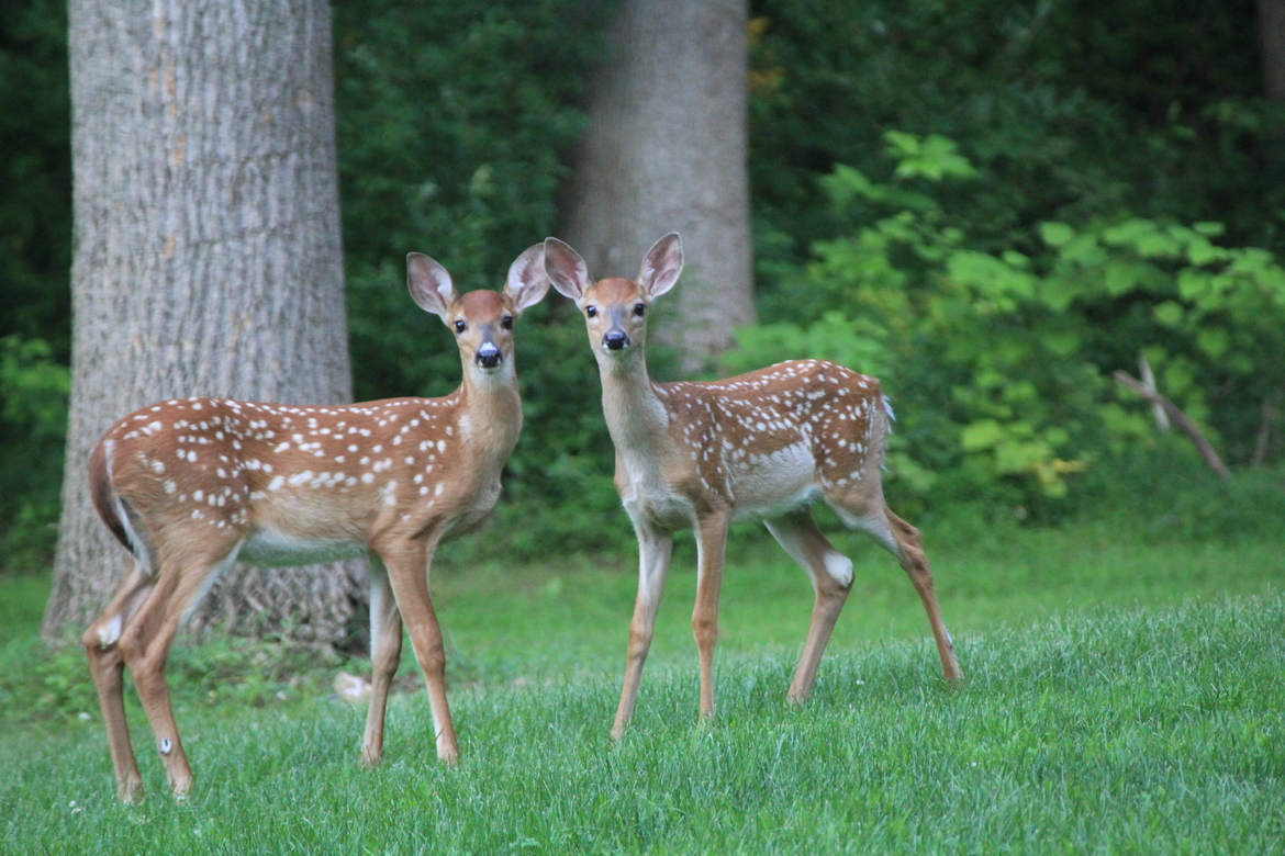 Whitetail deer, Dillsburg, Pennsylvania, United States of America