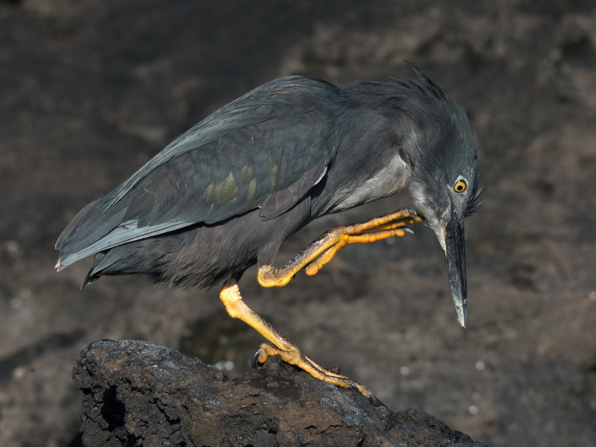 Green Heron, galapagos, Ecuador