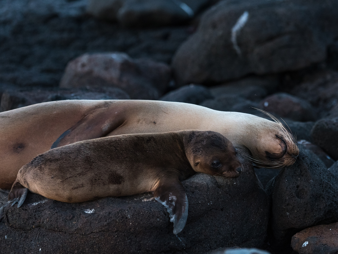Galapagos sea lion, Galapagos Islands, Ecuador