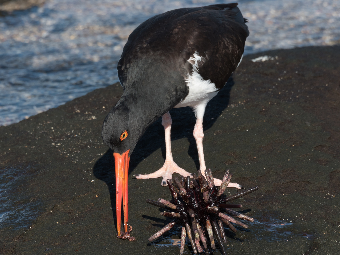 Oyster catcher / pencil urchin, Galapagos Islands, Ecuador