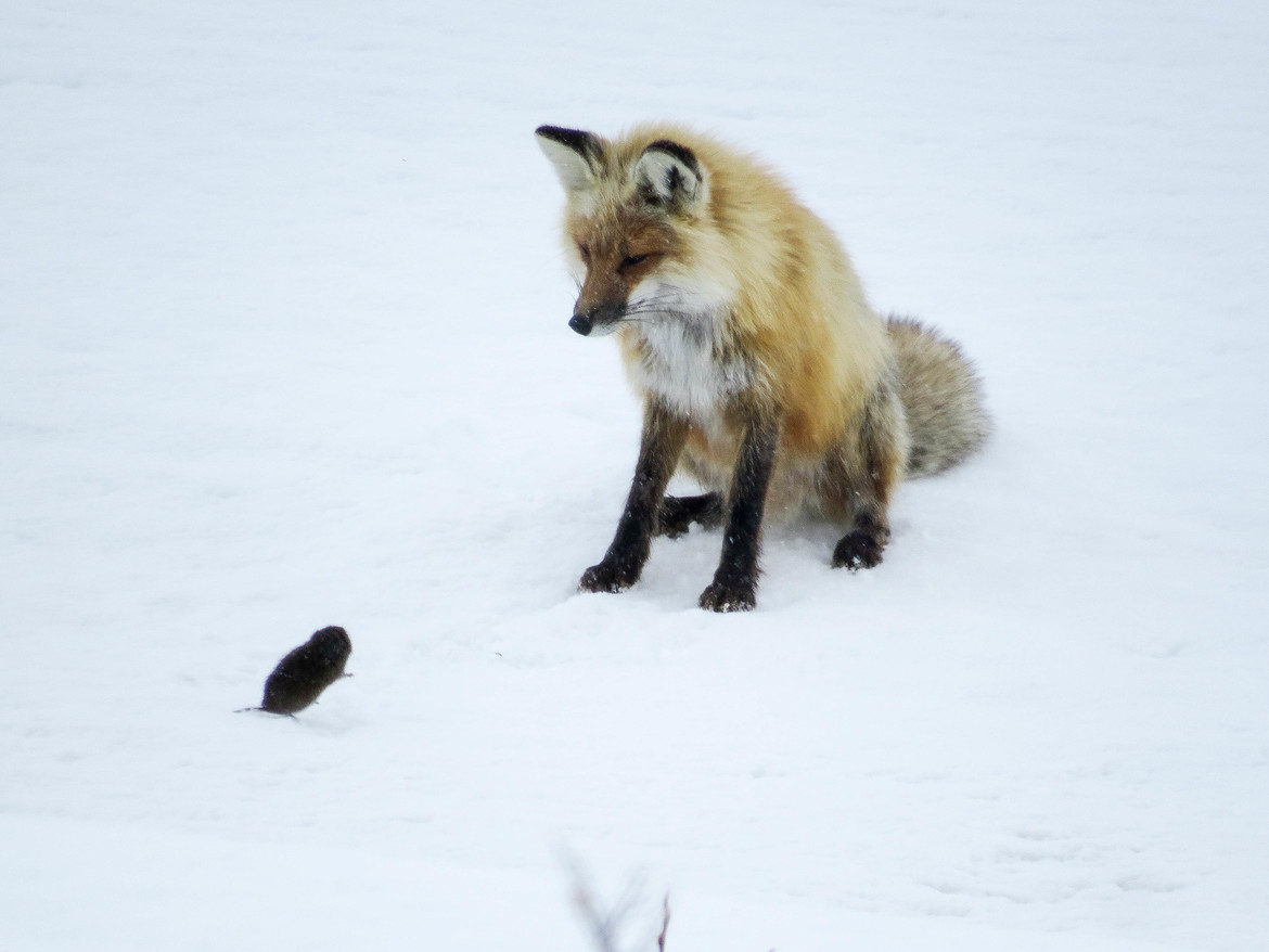 Red Fox , Churchill Region, Canada