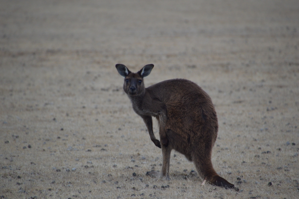 Kangaroo, Grassdale, Australia