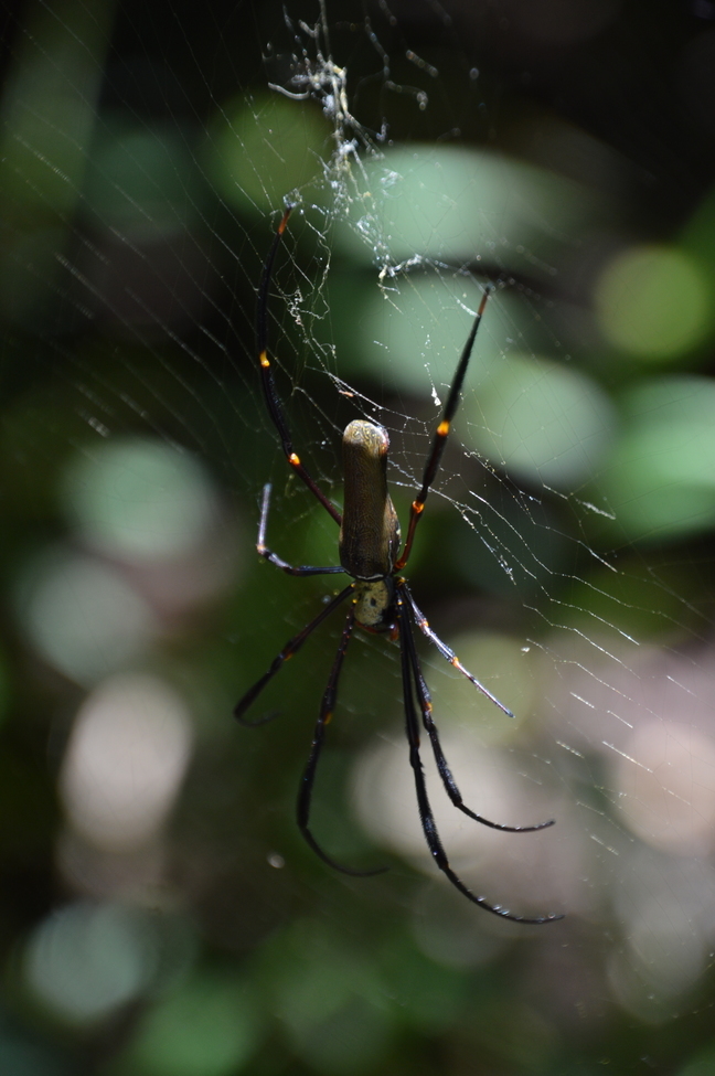 ? what type of spider, Daintree Rainforest, Australia