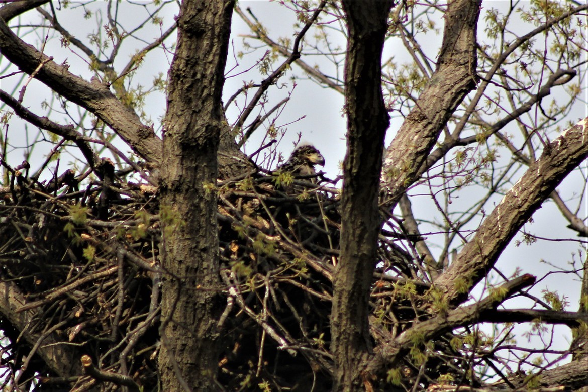 Bald Eagle, Pasadena, Maryland  Anne Arundel County, United States of America