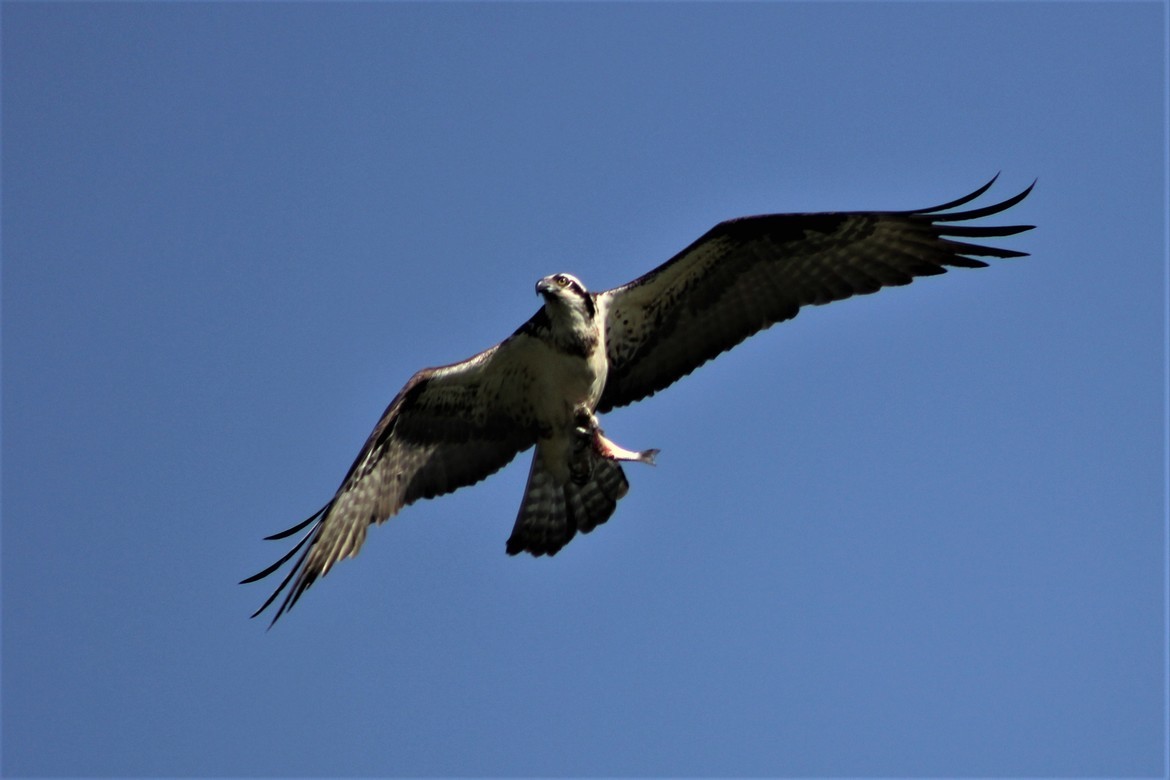 Osprey, Anne Arundel County  Pasadena, Maryland, United States of America