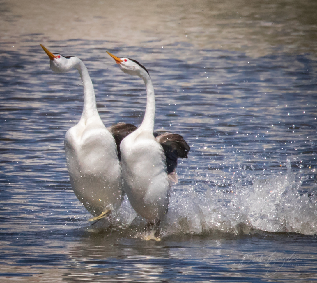 Western Grebe, Klamath Falls, Oregon, United States of America