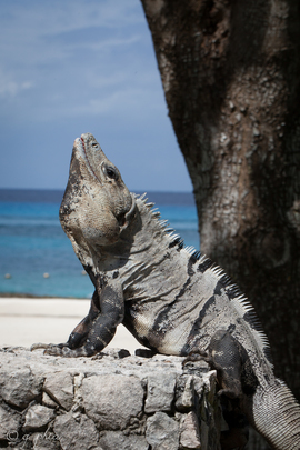 Grid 2016  february  cozumel  a presidente iguana again  1 of 1 