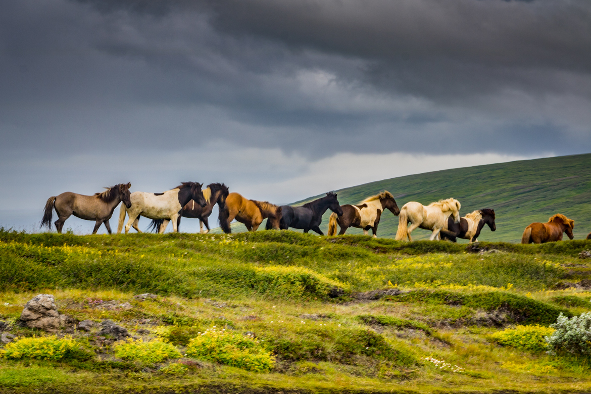 Horse, Bárðardalur district, Iceland