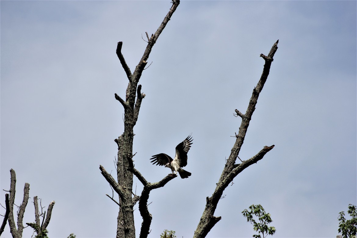 Osprey, Anne Arundel County  Pasadena, Maryland, United States of America