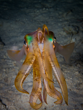 Grid squid  beku reef  wakatobi  2012.  1 of 1 